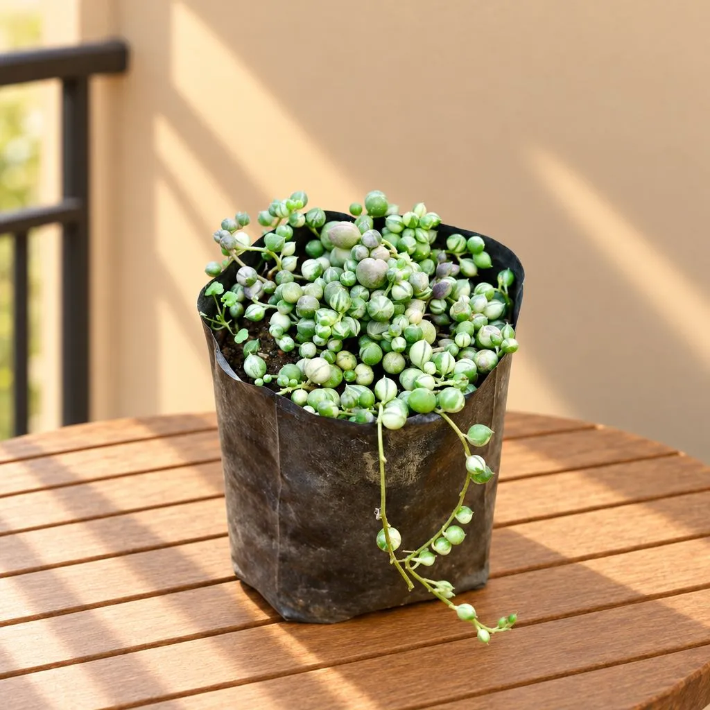 String of pearls succulent in 3 Inch Nursery Bag