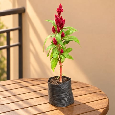 Celosia / Cockscomb (any colour) in 4 Inch Nursery Bag