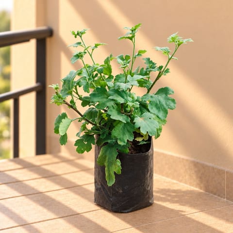 Chrysanthemum / Guldawari / Guldaudi Sapling (any colour) in 3 Inch Nursery Bag