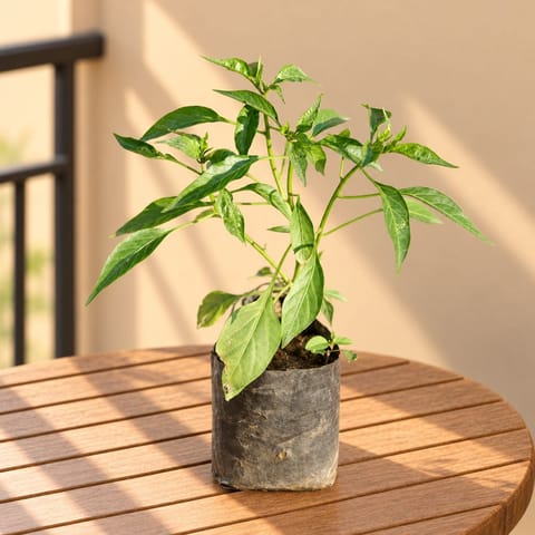 Mirchi / Chilli Plant in 3 Inch Nursery Bag