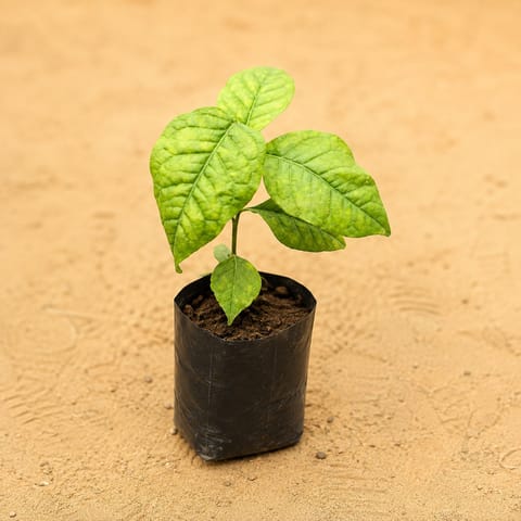 Belpatra in 3 Inch Nursery Bag