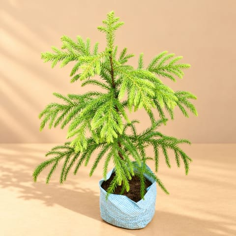 Araucaria / Christmas Tree (~ 1 Ft) in 4 Inch Nursery Bag