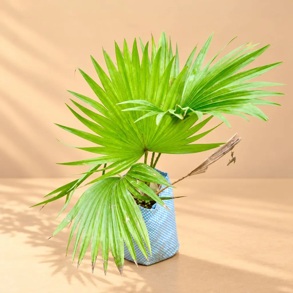 China / Fan Palm in 4 Inch Nursery Bag