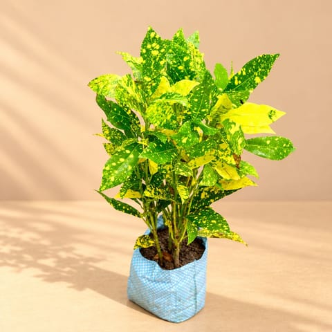 Baby Croton in 4 Inch Nursery Bag | Colorful foliage | Low Maintenance
