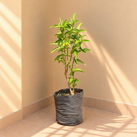 Jasmine Raat Ki Rani / Night Blooming Plant Pune in 6 inch Nursery Bag | Fragrant | Flowering