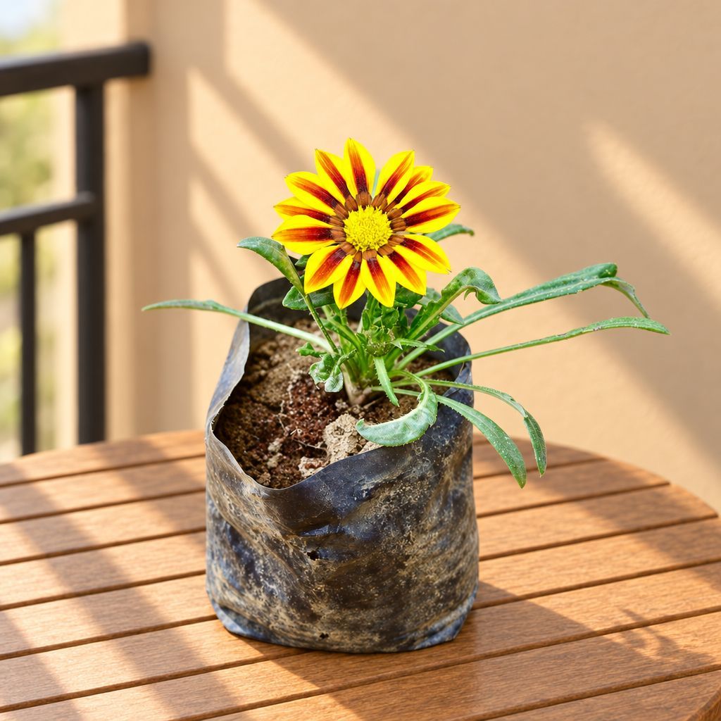 Gazania (any colour) in 4 Inch Nursery Bag