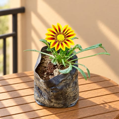 Gazania (any colour) in 4 Inch Nursery Bag