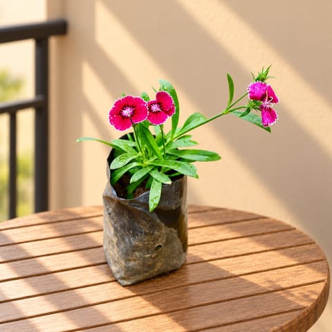 Dianthus (any colour) in 4 Inch Nursery Bag