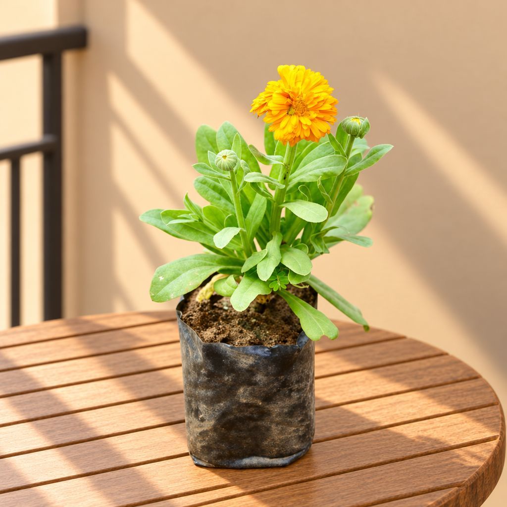 Calendula (Any Colour) in 3 Inch Nursery Bag