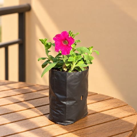 Petunia (any colour) in 4 Inch Nursery Bag