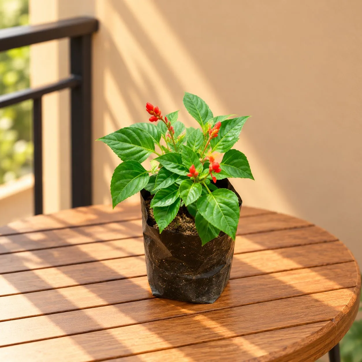 Salvia (any colour) in 4 Inch Nursery Bag