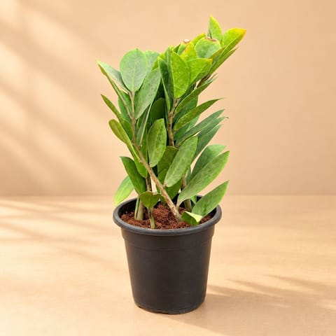 Air Purifying Indoor Plant - Zz Green in 4 Inch Nursery Pot