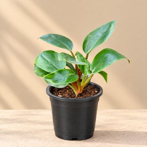 Philodendron Red in 4 Inch Nursery Pot
