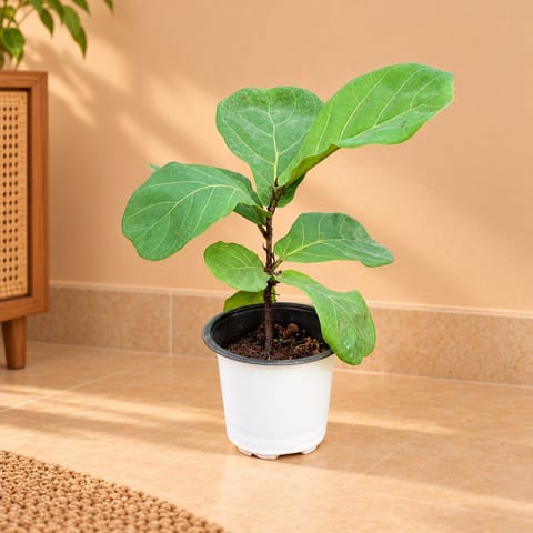 Fiddle Leaf Fig / Ficus Lyrata in 4 Inch Nursery Pot