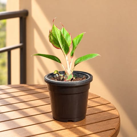 Aglaonema Lipstick in 4 Inch Nursery Pot