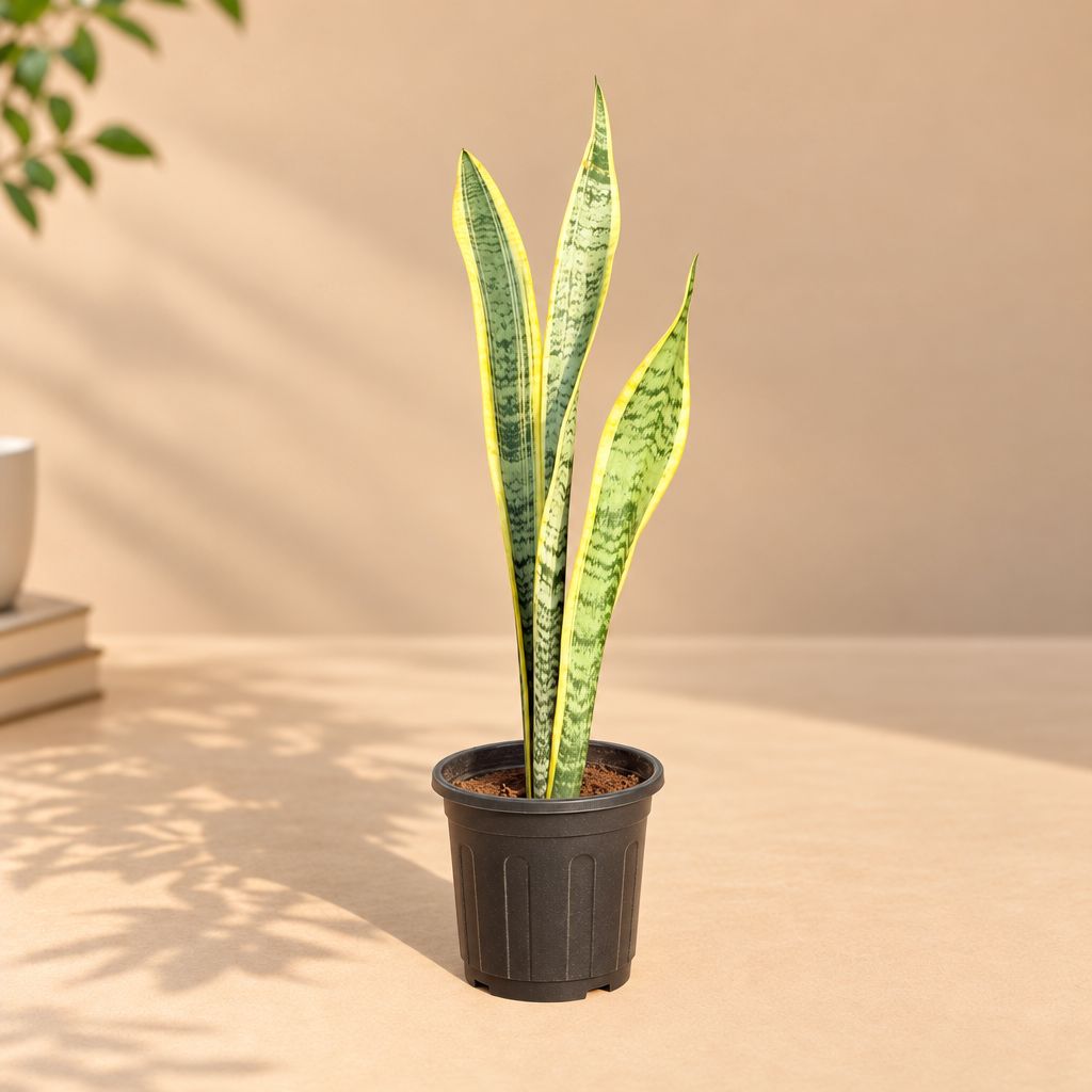 Air Purifier Snake Golden Long in 6 Inch Nursery Pot