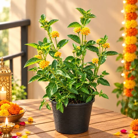 Lantana Yellow in 6 Inch Nursery Pot | Sunny Charm