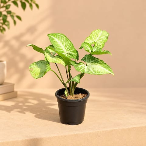Syngonium Arrowhead Green in 4 Inch Nursery Pot