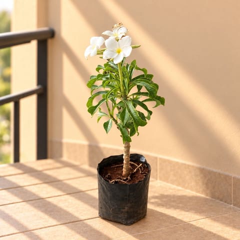Naag Champa / Plumeria in 6 Inch Nursery Bag