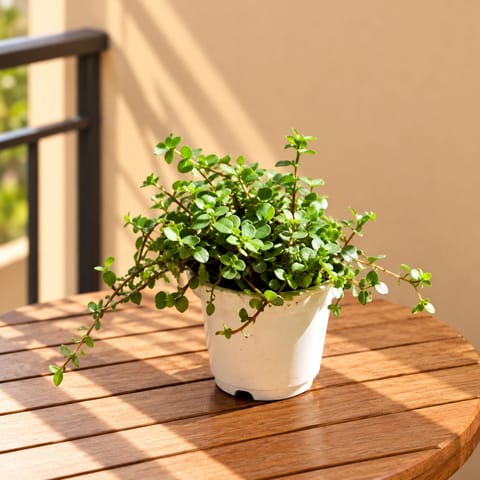 Turtle Vine in 4 Inch Nursery Pot
