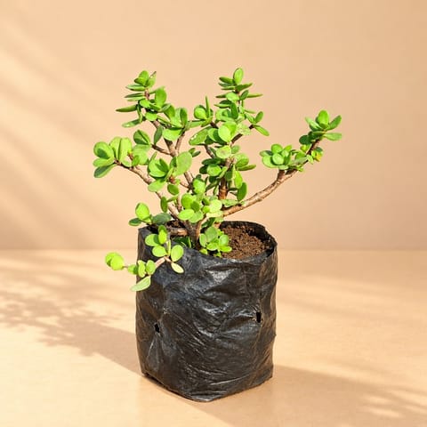 Jade in 4 Inch Nursery Bag