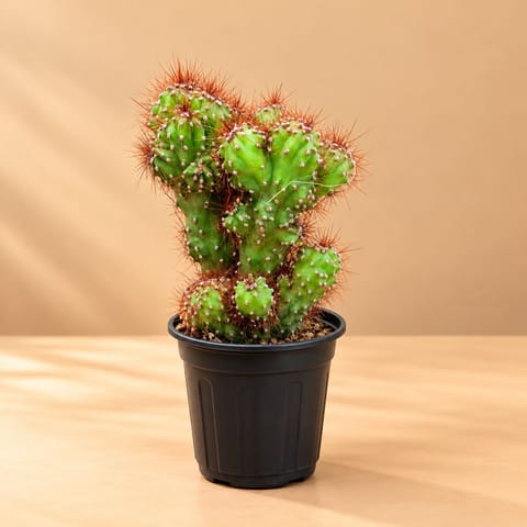 Boxer cactus in 3 Inch Nursery Pot