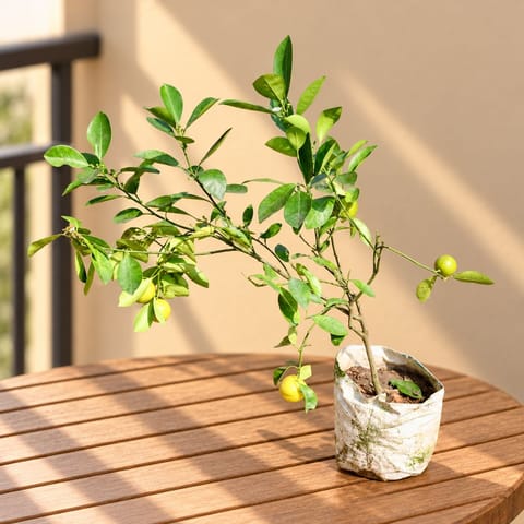 Lemon / Nimbu (~ 2 Ft) in 6 inch Nursery Bag
