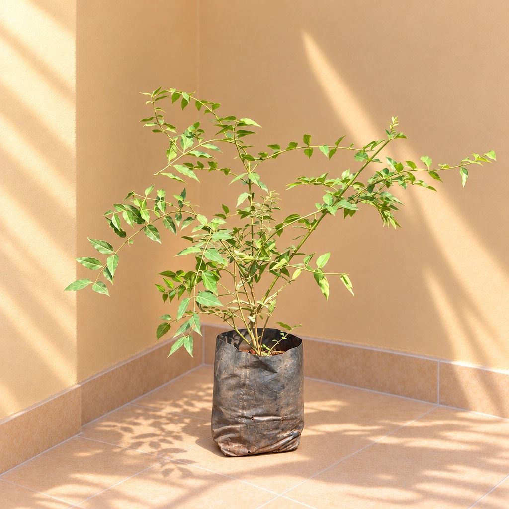 Kund Bel / Jasmine in 6 Inch Nursery Bag