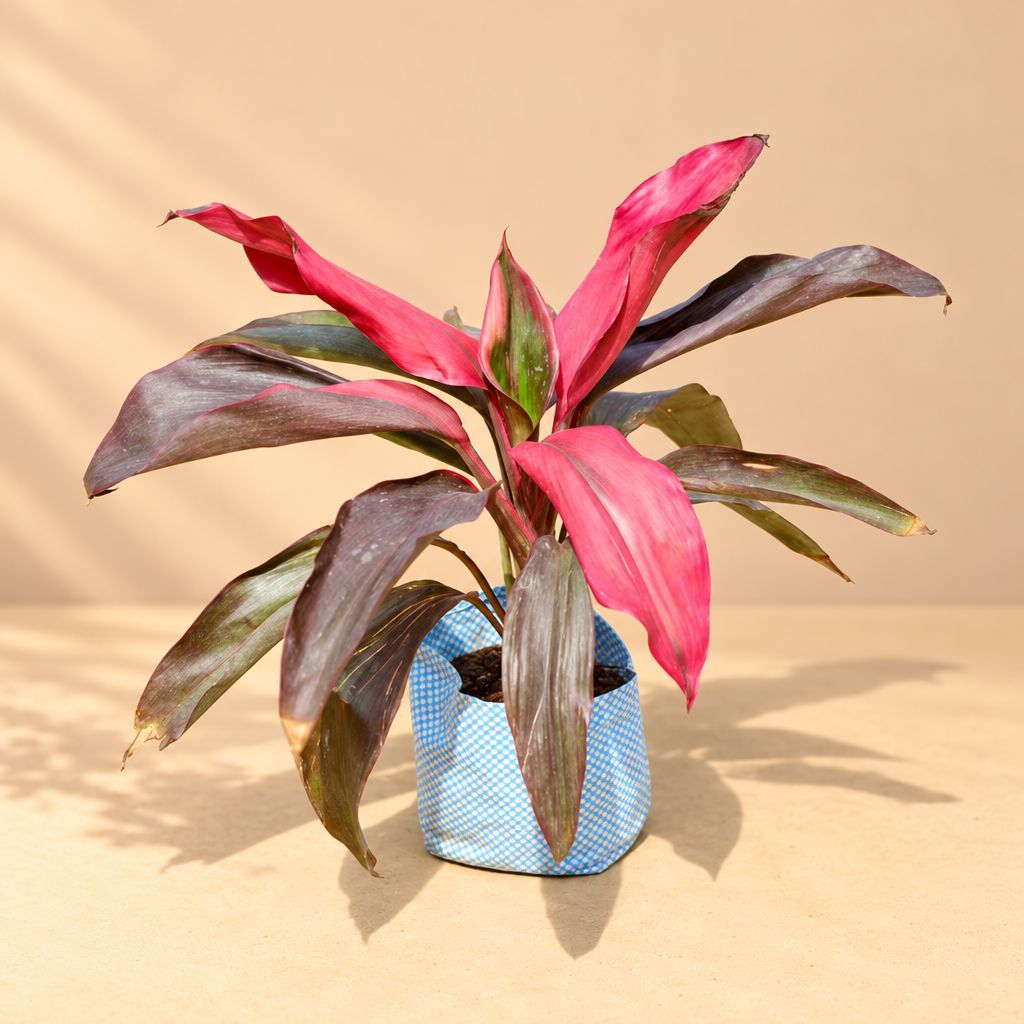 Dracaena Rosea in 4 Inch Nursery Bag