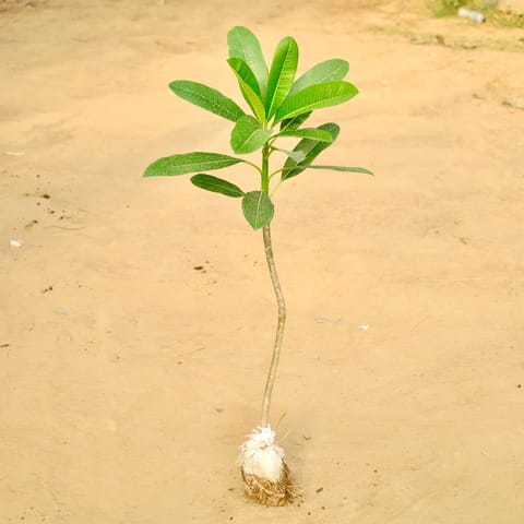 Champa / Plumeria (~2 Ft ) (any colour) in 4 Inch Nursery Bag