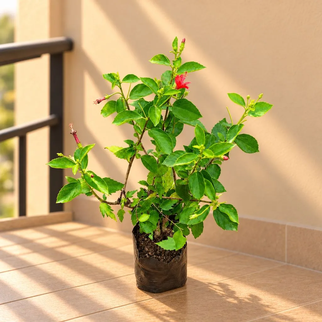 Hibiscus Red in 6 Inch Nursery Bag
