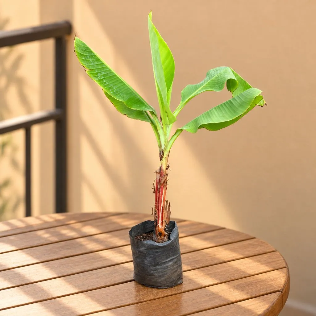 Holy Banana / Kela Dwarf in 5 Inch Nursery Bag