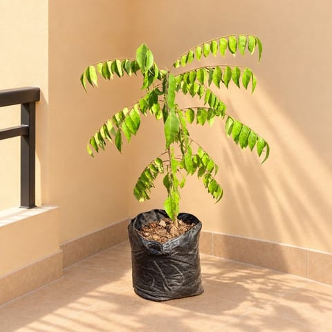 Curry Patta (~ 1 Ft) in 5 Inch Nursery Bag