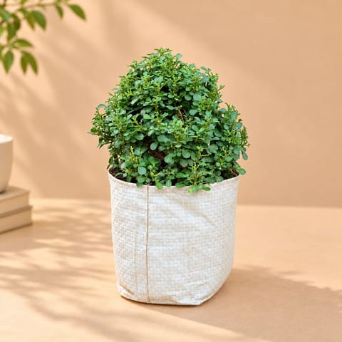 Fragrant Table Kamini Ball in 4 inch Nursery Bag