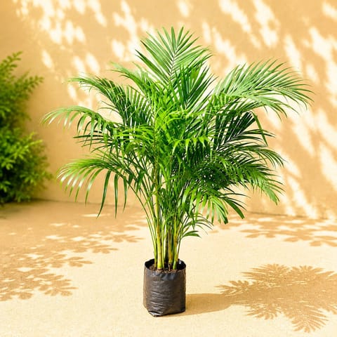 Areca Palm (~ 4 Ft) in 8 Inch Nursery Bag