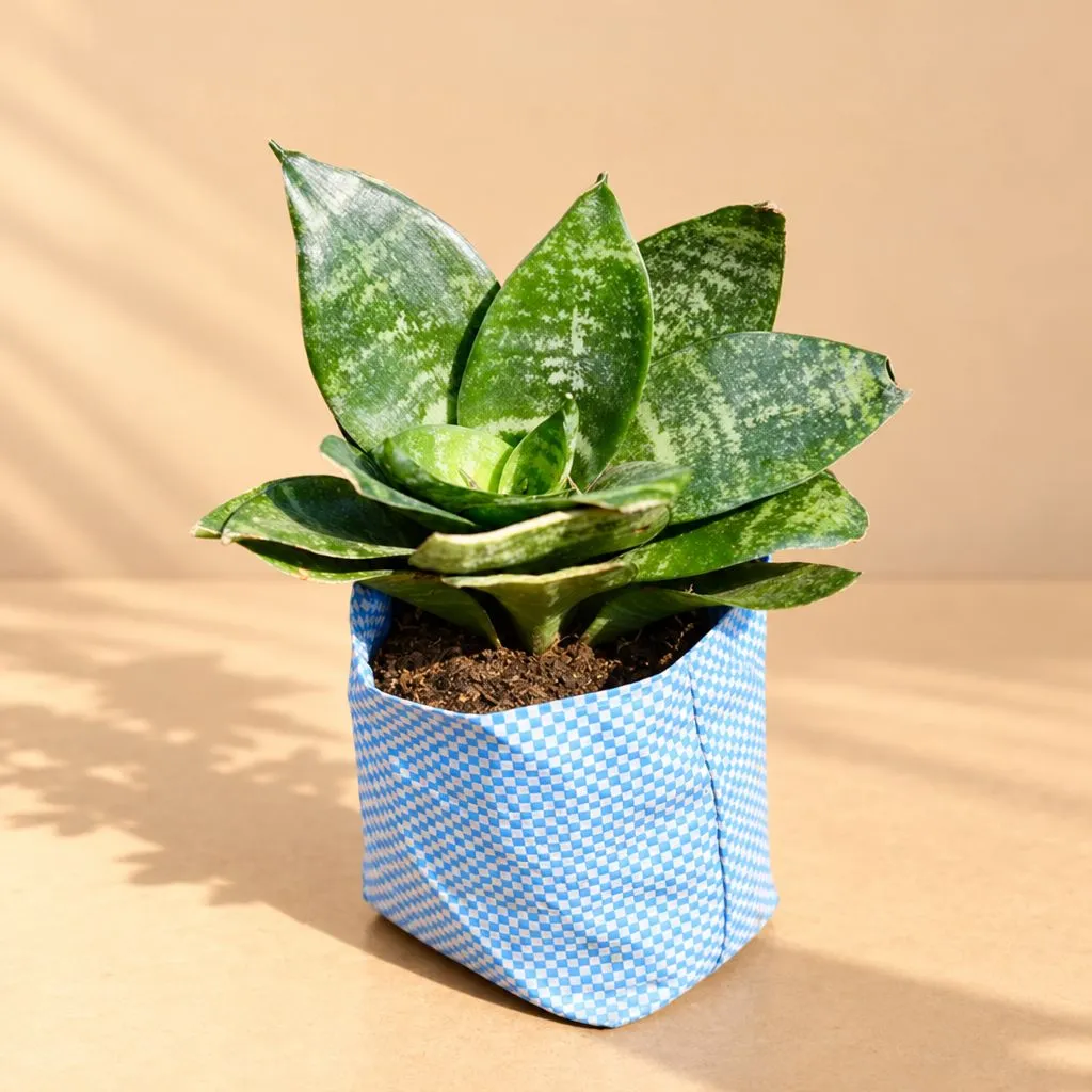 Snake Green in 4 Inch Nursery Bag