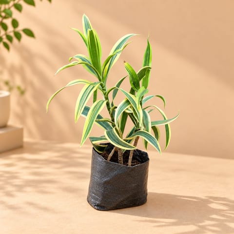 Bushy Song Of India in 4 Inch Nursery Bag