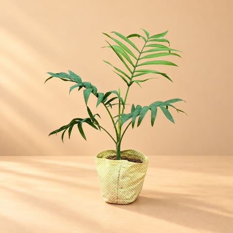 Chamaedorea Palm in 3 Inch Nursery Bag