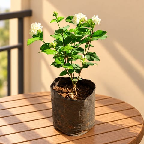 Mogra / Jasmine (Any Colour) Pune in 6 Inch Nursery Bag | Fragrant | Flowering