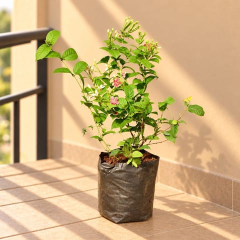 Madhumalti / Rangoon Creeper Pink Pune in 6 Inch Nursery Bag | Color Changing Blooms | Fragrant