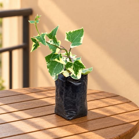 English Ivy in 4 Inch Nursery Bag