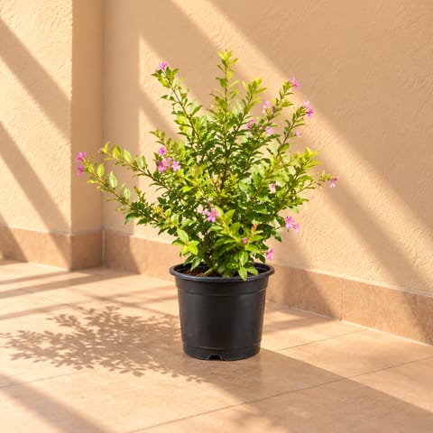 Cuphea / False Heather Pink in 6 Inch Nursery Pot