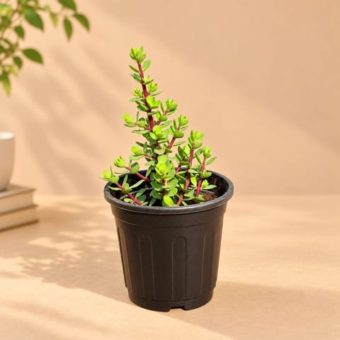 Lucky Jade Bushy in 6 Inch Black Super Nursery Pot