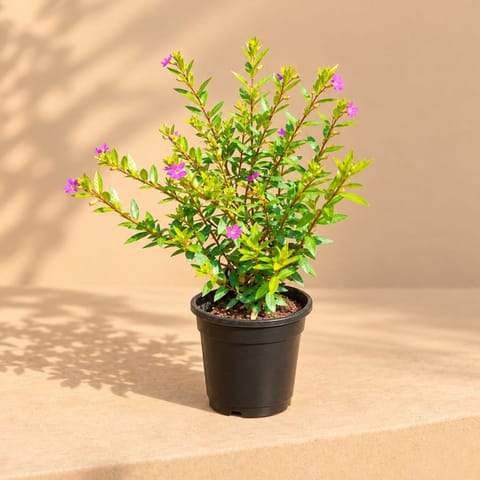 Cuphea (any colour) in 6 Inch Nursery Pot