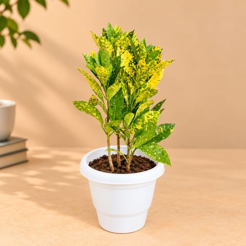 Baby Croton in 8 Inch Classy White Plastic Pot