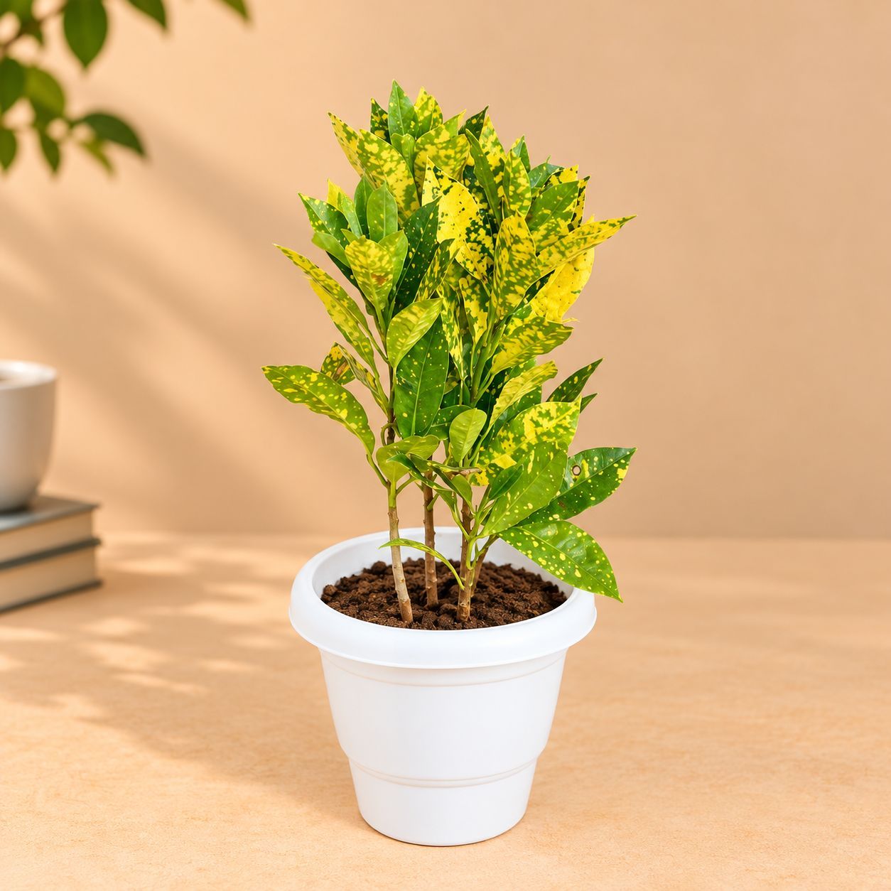 Baby Croton in 8 Inch Classy White Plastic Pot