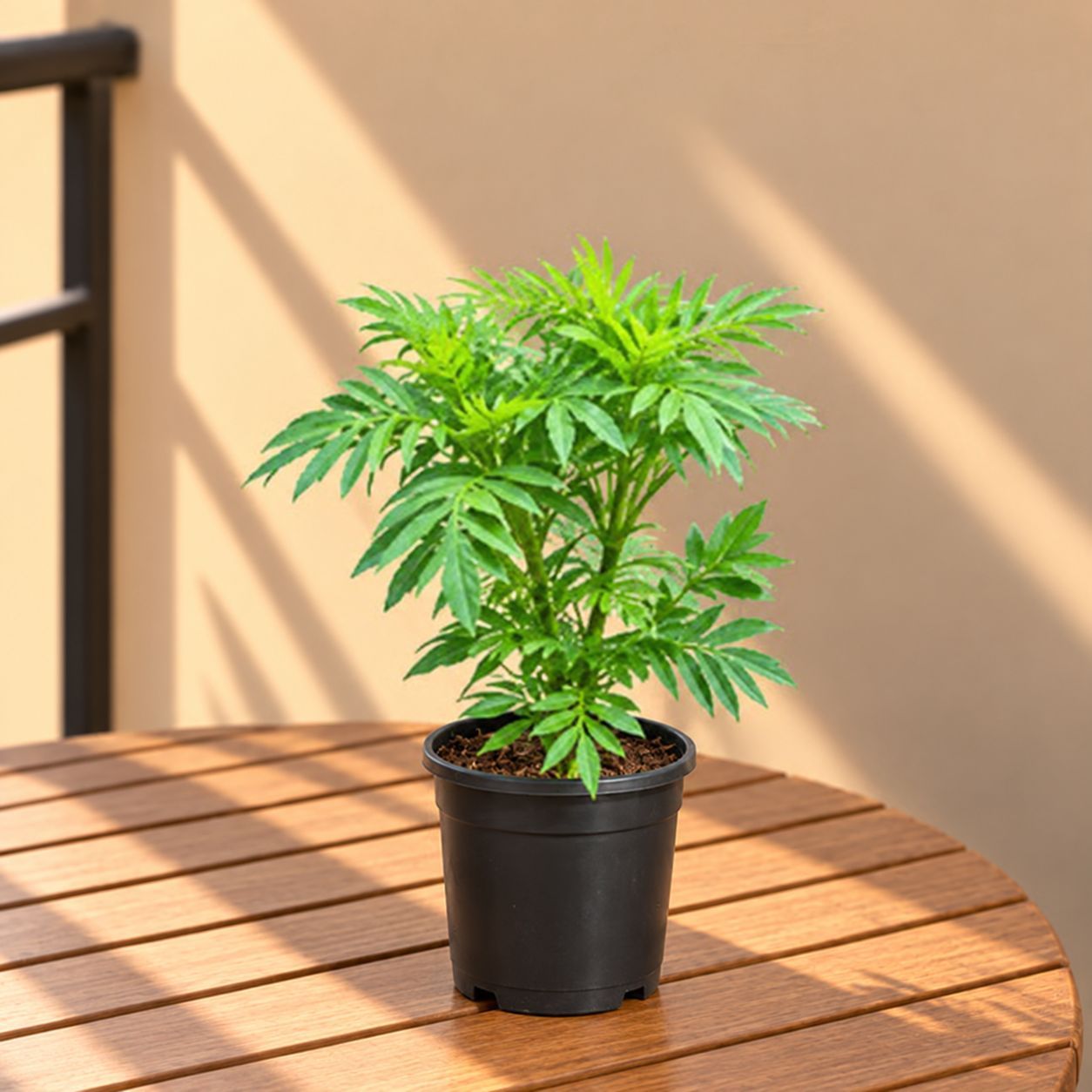 Marigold / Genda (Any Colour) in 6 Inch Nursery Pot