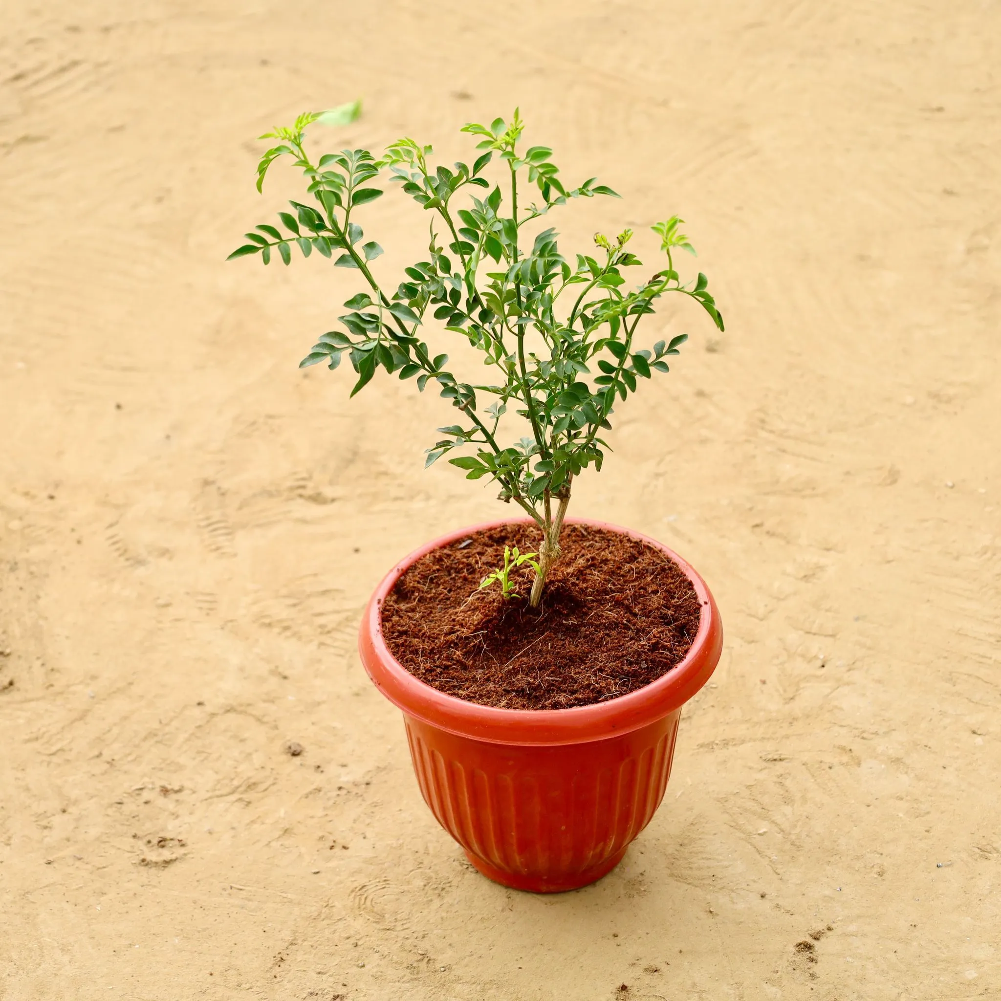 Chameli in 8 Inch Terracotta Red Olive Plastic Pot