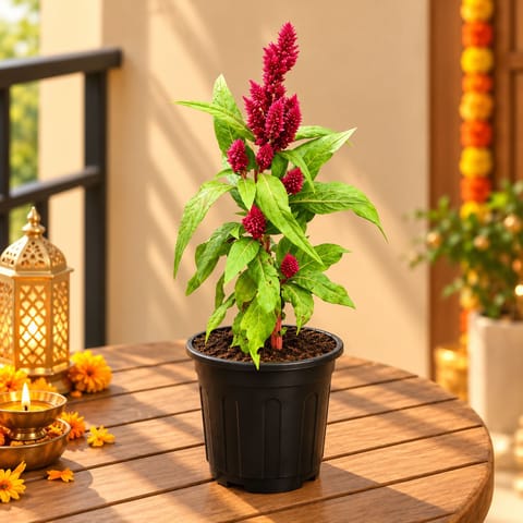 Celosia / Cockscomb (any colour) in 6 Inch Nursery Pot