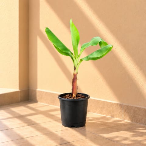 Banana / Kela in 8 Inch Black Nursery Pot